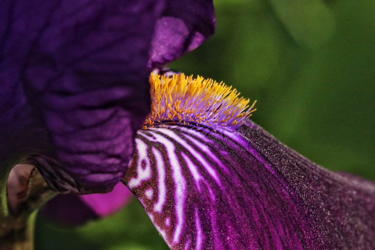 An #iris in full #bloom
#flower #flowers #nature #photo #chelseaflowershow2023 (if only!)