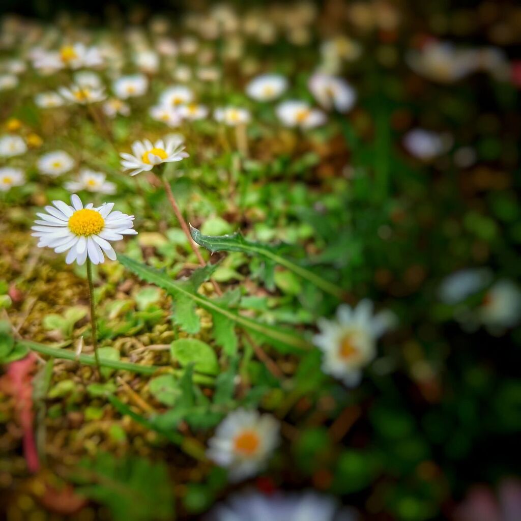 gombau's tweet photo. Daisies un The city
#StreetPhotography
#CityLife
#VidaEnLaCiudad
#StreetPhotographers
#StreetPhotographersCommunity
#Life_Is_Street
#StoryOfTheStreet
#StreetThings https://t.co/Hg5YEu1cjf https://t.co/ACewQC8bkY