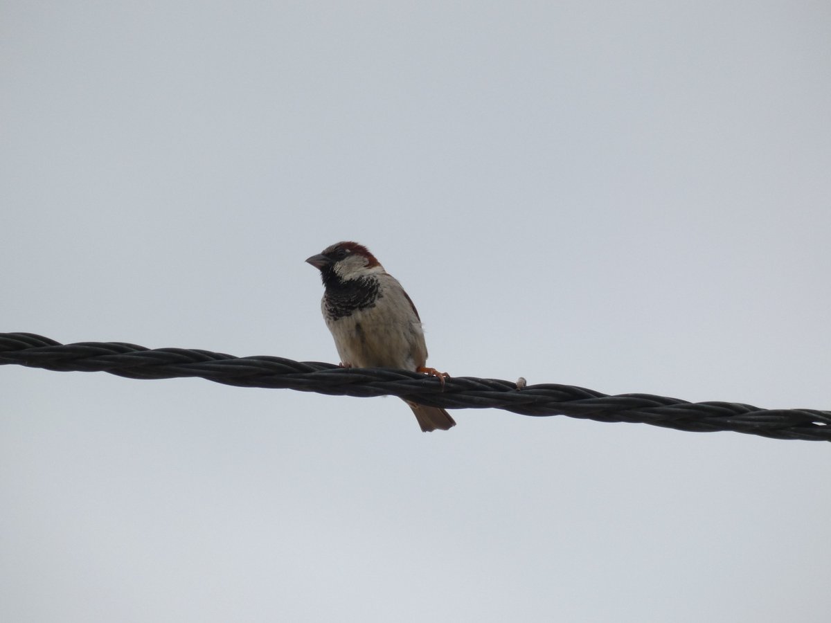 evallaras's tweet photo. @birdcatalunya 
Hola! Algú sap què és? https://t.co/7BXGXuB0WS