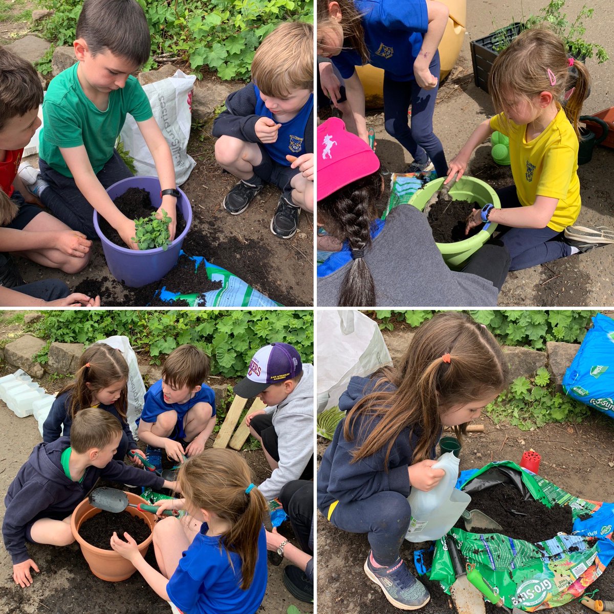 KillermontPS's tweet photo. P2B have started a campaign to โSave The Beesโ as part of our IDL Nature Detectives topic. Today we planted some bee friendly plants and created some fantastic bee prints to hang in our outdoor art gallery! ๐๐จ๐ผ๏ธ๐ชด๐ฉโ๐พ#caringforourenvironment #outdoorlearning https://t.co/pBNeJJpU7J
