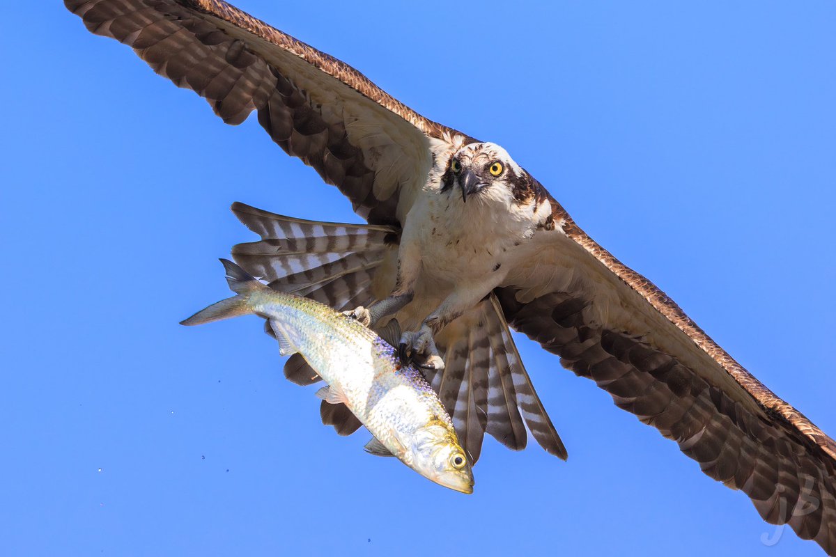 BLVD_DAWG's tweet photo. Osprey fishing #canonfavpic #eosr5 #osprey #TwitterNatureCommunity #birding #BirdsSeenIn2023 #birds #birdphotography #BirdTwitter #BIRDER #wildlifephotography #ThePhotoHour #thingsoutside #birdsofvirginia #birdsofprey https://t.co/uEZqbV4X0h