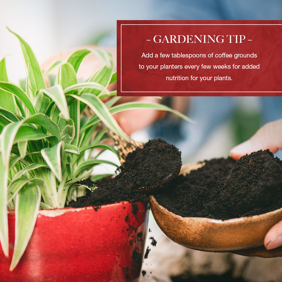 Want to give your green friends some extra nutrition? Give this tip a try! 🌹🌻🌺

#realestate #marylandrealestate #marylandrealtor #dmvrealestate #dmvrealtor #mdrealestate #mdrealtor

Aaron Cucina
REALTOR® at Taylor Properties 
Dir... facebook.com/11248124427559…
