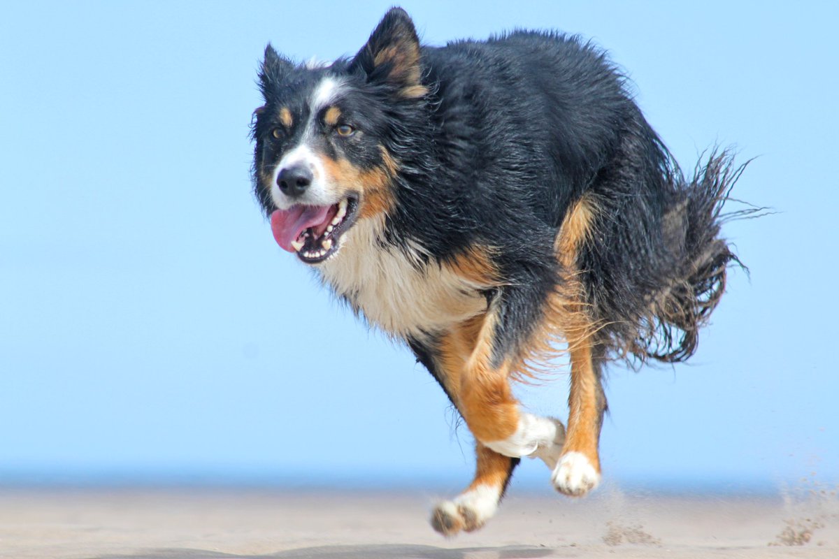 Beach run #wetdogwednesday #bordercollies #dogsoftwitter