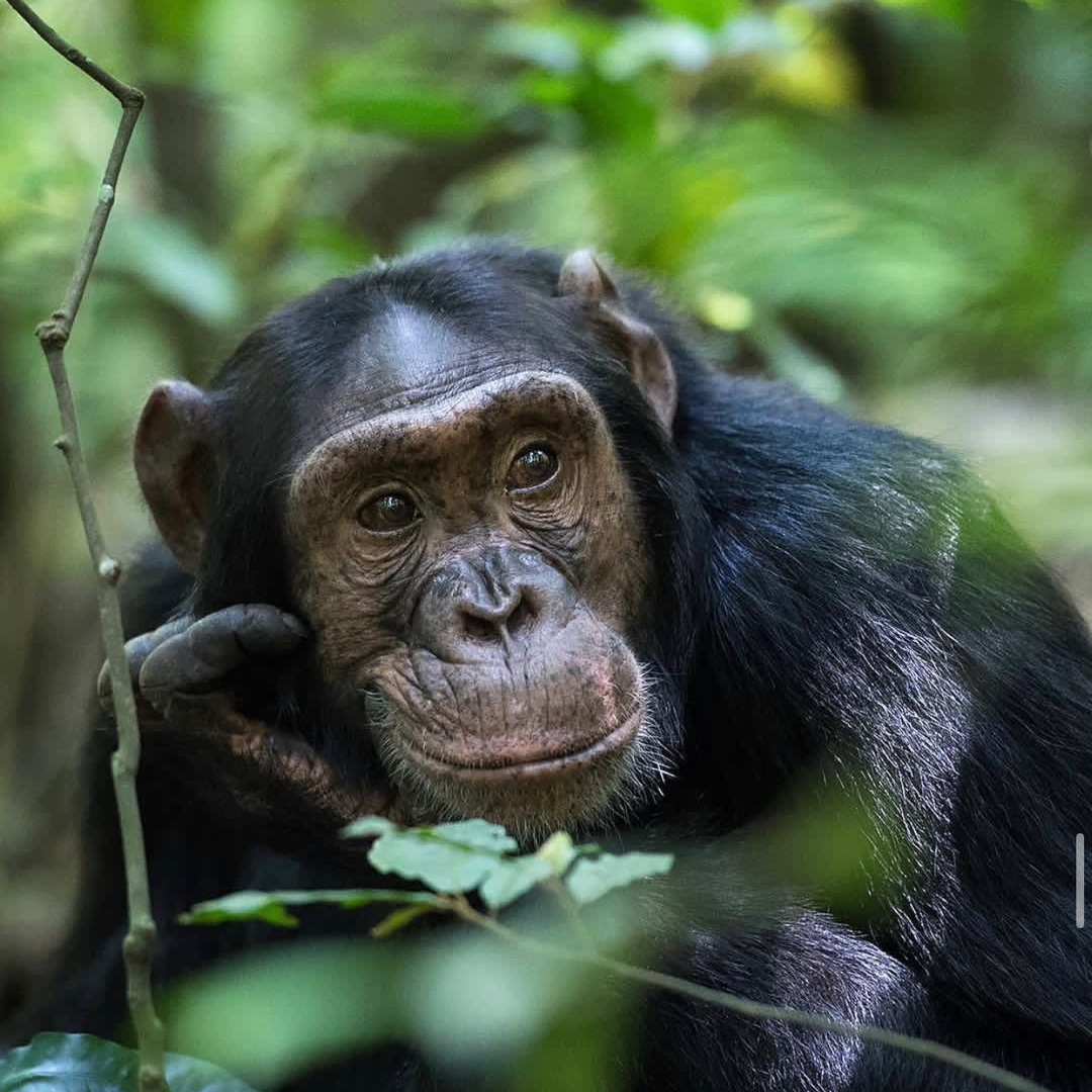 PloverTours's tweet photo. Uganda is one of the number 1 destinations to see primates in the country, the chances of seeing the Chimpanzee in the #kibaleforestnationalpark is 98% it is beautiful to see them all through the forest, they are the closet to mankind sharing several features! 
#plovertours https://t.co/CGXb3motgQ