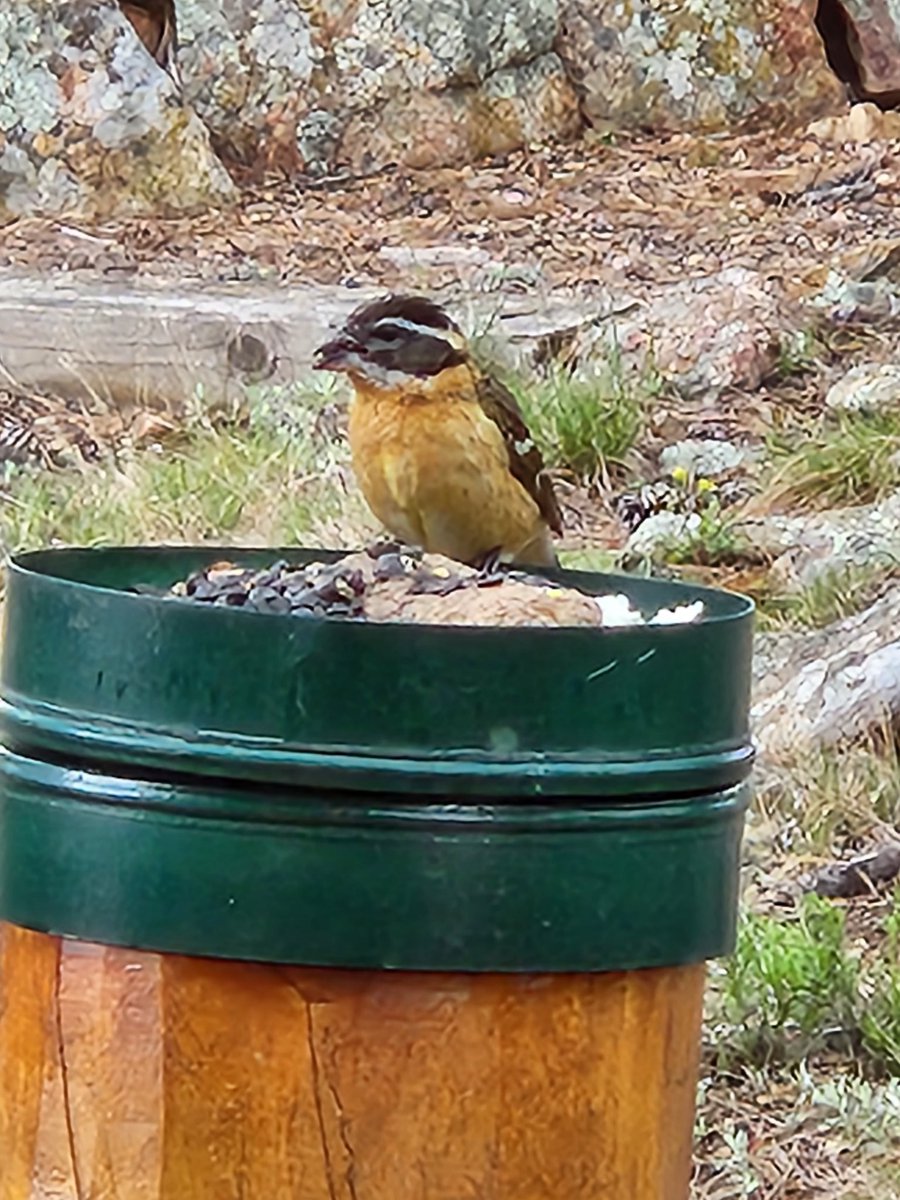 WPF - CMAA #GBR tweet media