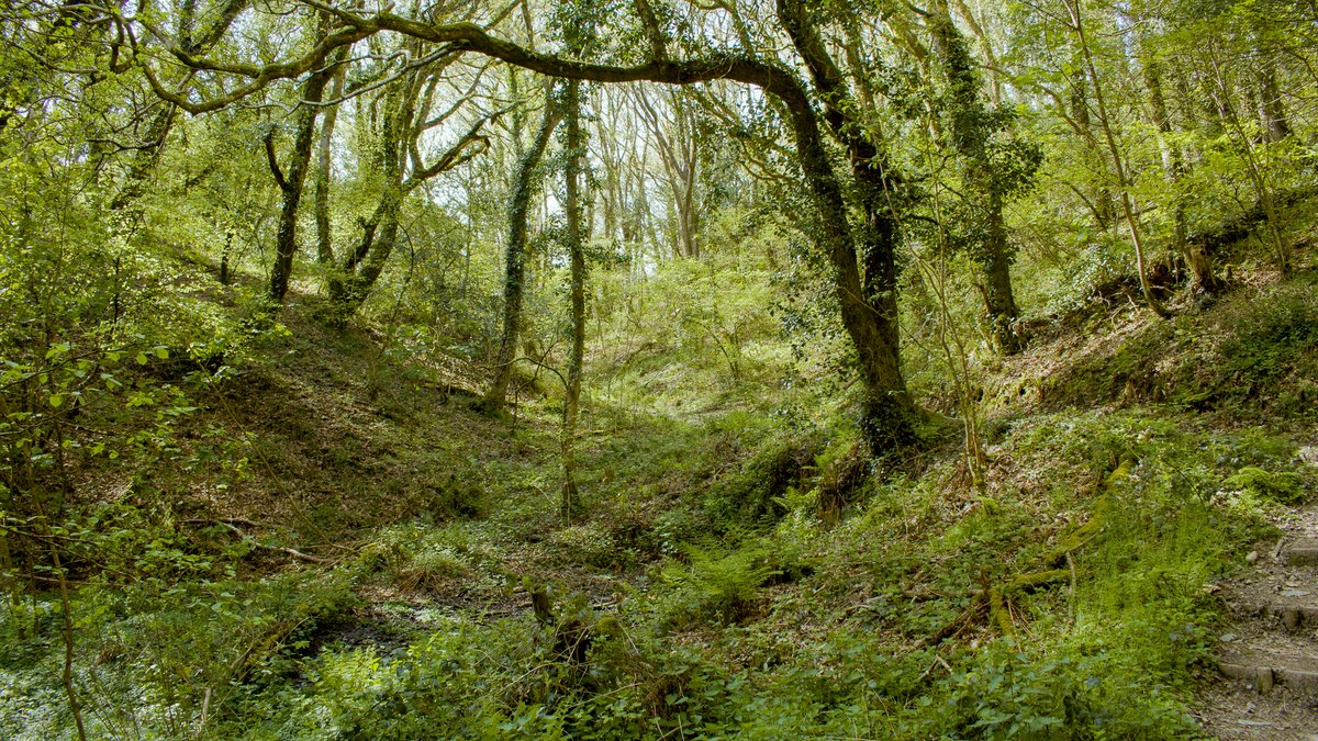 Did you know we have rainforests in West Wales? 🌳

Join us for a guided tour of our very own Celtic Rainforest, Pengelli Forest, to learn more about temperate rainforests & help us raise money for our #PengelliExtensionAppeal! 

👉Book now: eventbrite.co.uk/e/discover-cel…

📸 Grace Hunt