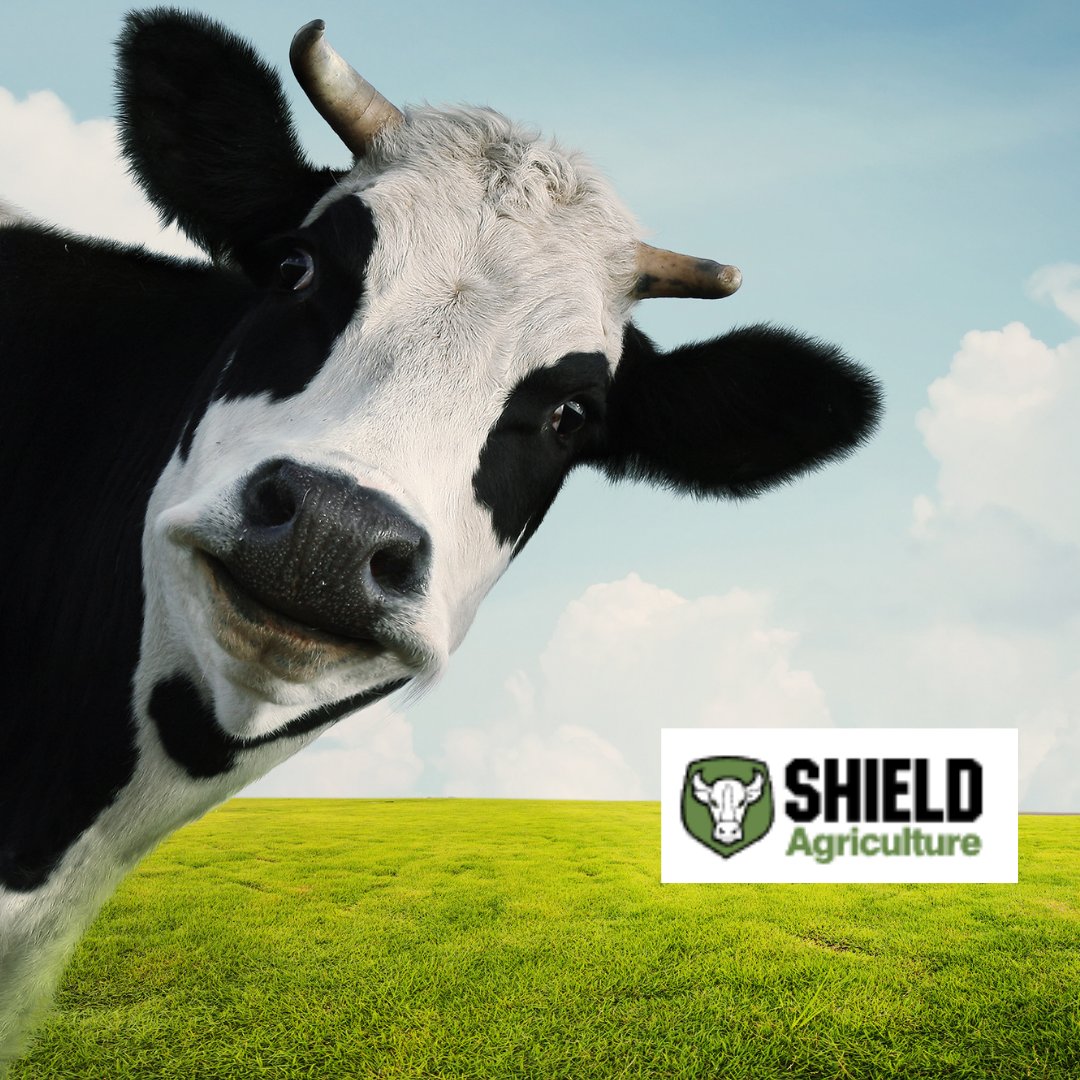 Shield_Agri's tweet photo. Did you know that healthy cows produce more milk? 

You do now! At Shield Agriculture we have all the necessary equipment to ensure your cows are happy, producing more milk for you in the process. 

#ShieldAgriculture #DiaryFarming #Cows https://t.co/b6rcaaDQr5 https://t.co/jU6LdATwH2