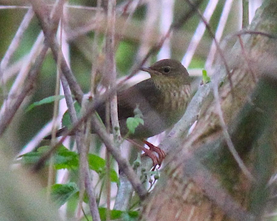 I headed to Poland 🇵🇱 to enjoy the wide range of Central European breeders, and had four most wanted; singing Aquatic Warblers, seeing Great Spotted Eagle & White-backed Woodpecker on European breeding grounds & finally seeing (not just hearing) River Warbler. Mission successful!