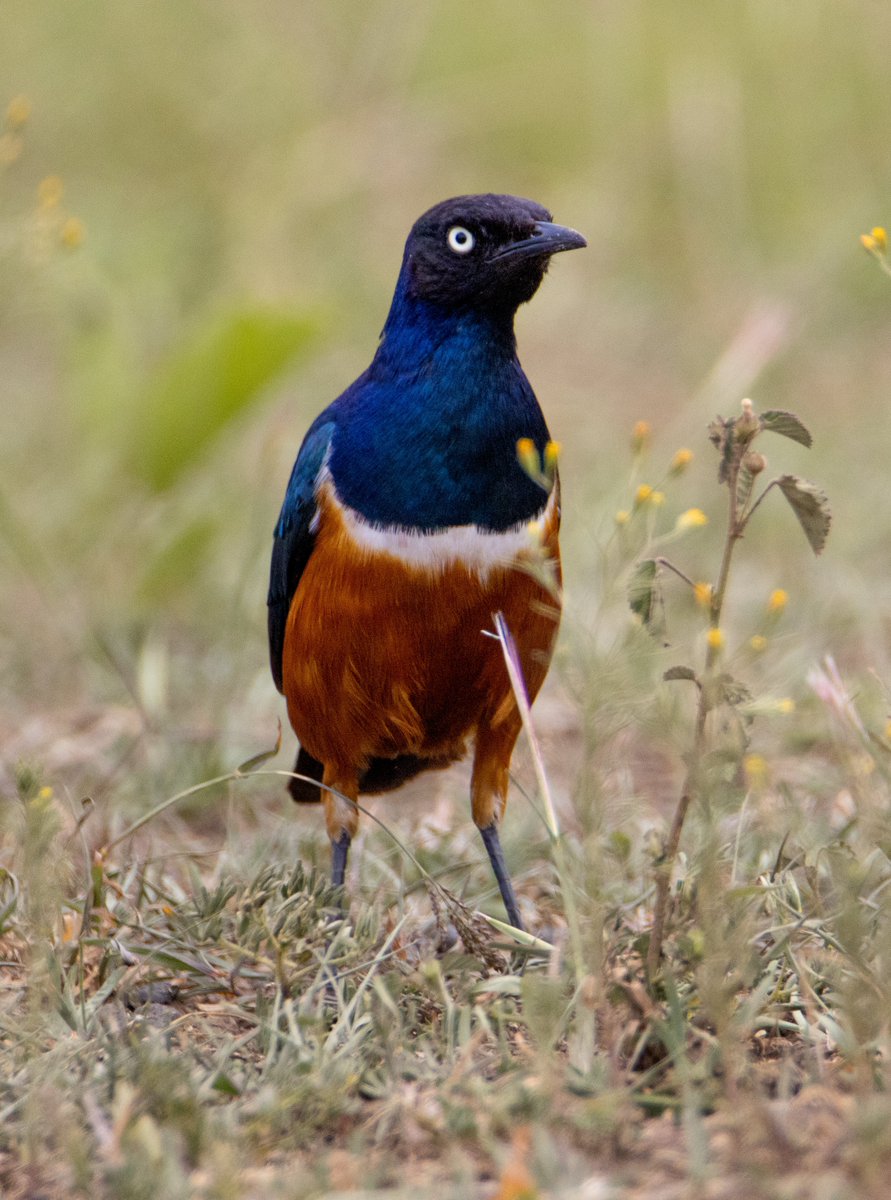 #birdsofafrica #birdsphotography #birdwatching #birdcpp
#TwitterNatureCommunity #wildlifephotography #birdsofinstagram
#BirdsSeenIn2023 #birdinginafrica 
Superb starling