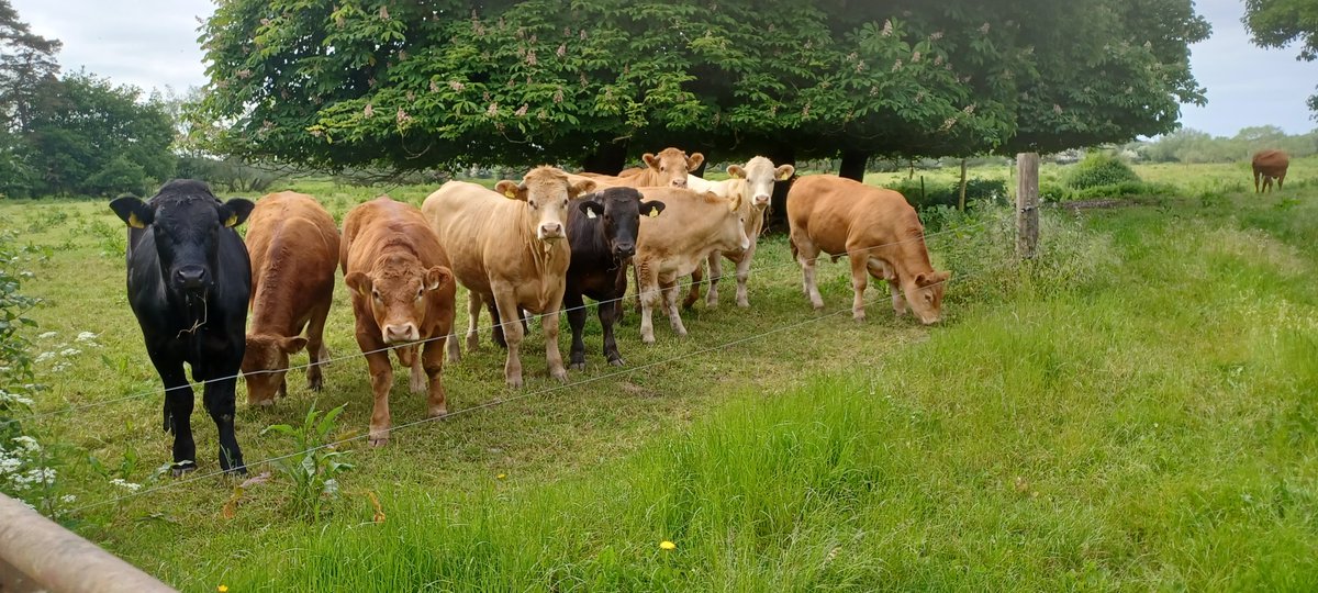 Litter, the curse of every country lane and gateway in Ireland. I've 'adopted' this stretch for me sins. Nearly everything dumped here is compostable. It would cost around €8-10 to bring this to recycling centre.
Curious cattle came over to say hello.