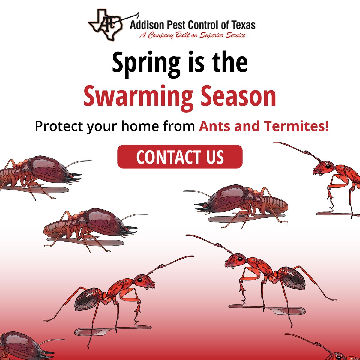 AddisonPest's tweet image. Ants swarm during the warmer months, but APC can prevent them! Our experts are here to guard your home or property from #pests including wildlife, insects, and more- get in touch with us. #termiteremoval #antremoval #wildliferemoval #northtexas #pestcontrol