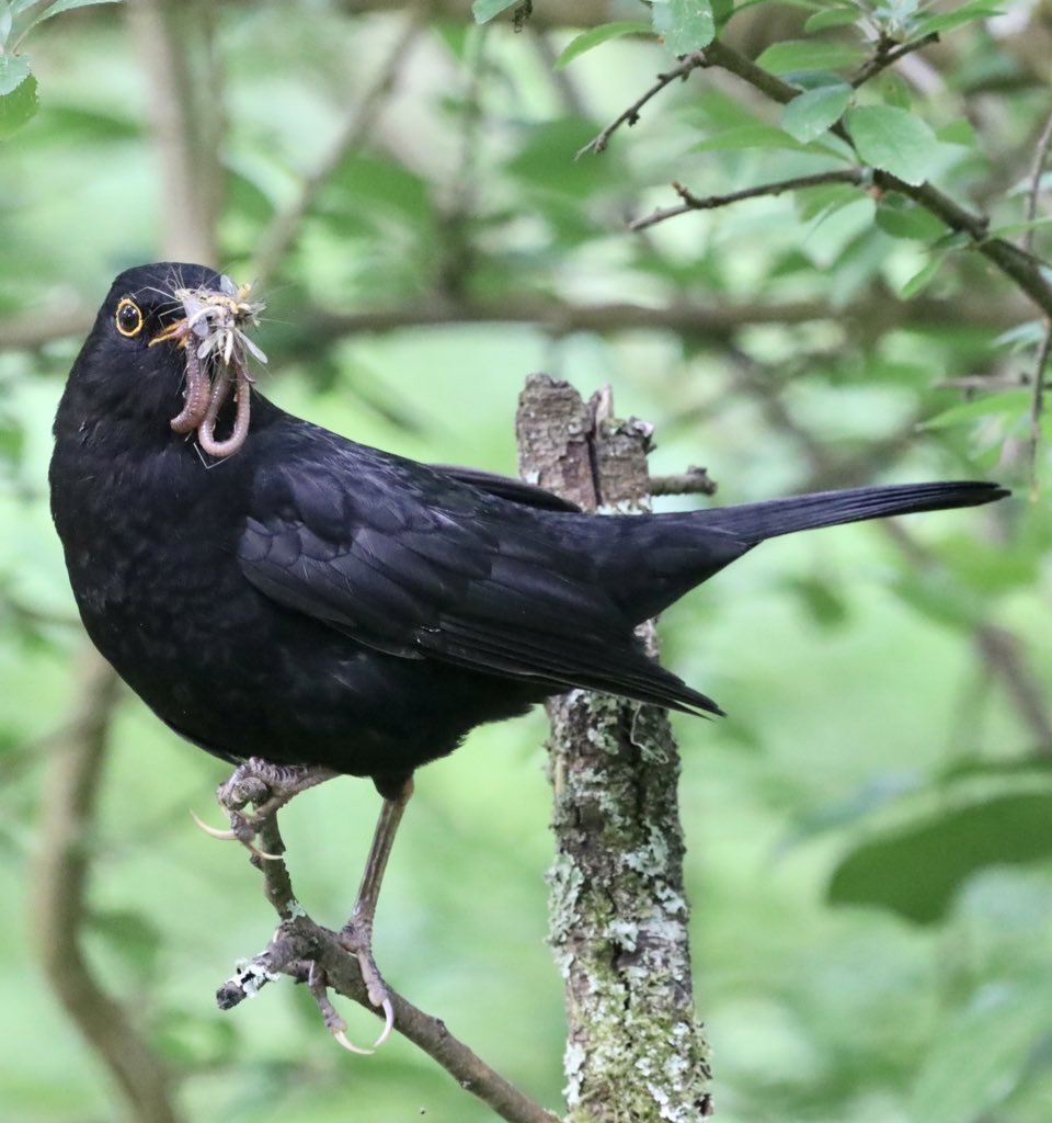 Blackbird taking back a banquet to the nest #bird #birding #birdlovers #BBCWildlifePOTD #bbcwildisles #BirdsOfTwitter #birdoftheday #BirdUp #birdwatchers #jessopmoments #jessopsmoment