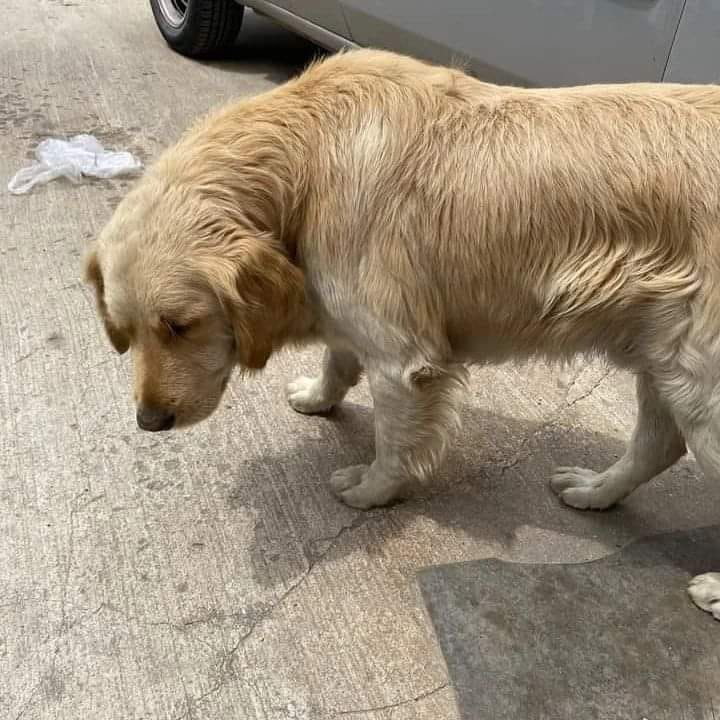 zllktlr's tweet photo. "SANAYİ SİTESİNE TERK EDİLELİ NE HALE GELMİŞ ÜSTÜNE DE ORADAKİ KÖPEKLER YEMEK YEDİRTMİYOR. ACİL YUVA DESTEĞİ
KONYA 05510144093 https://t.co/LwEDWOkKUS https://t.co/FKtnuG2xZv