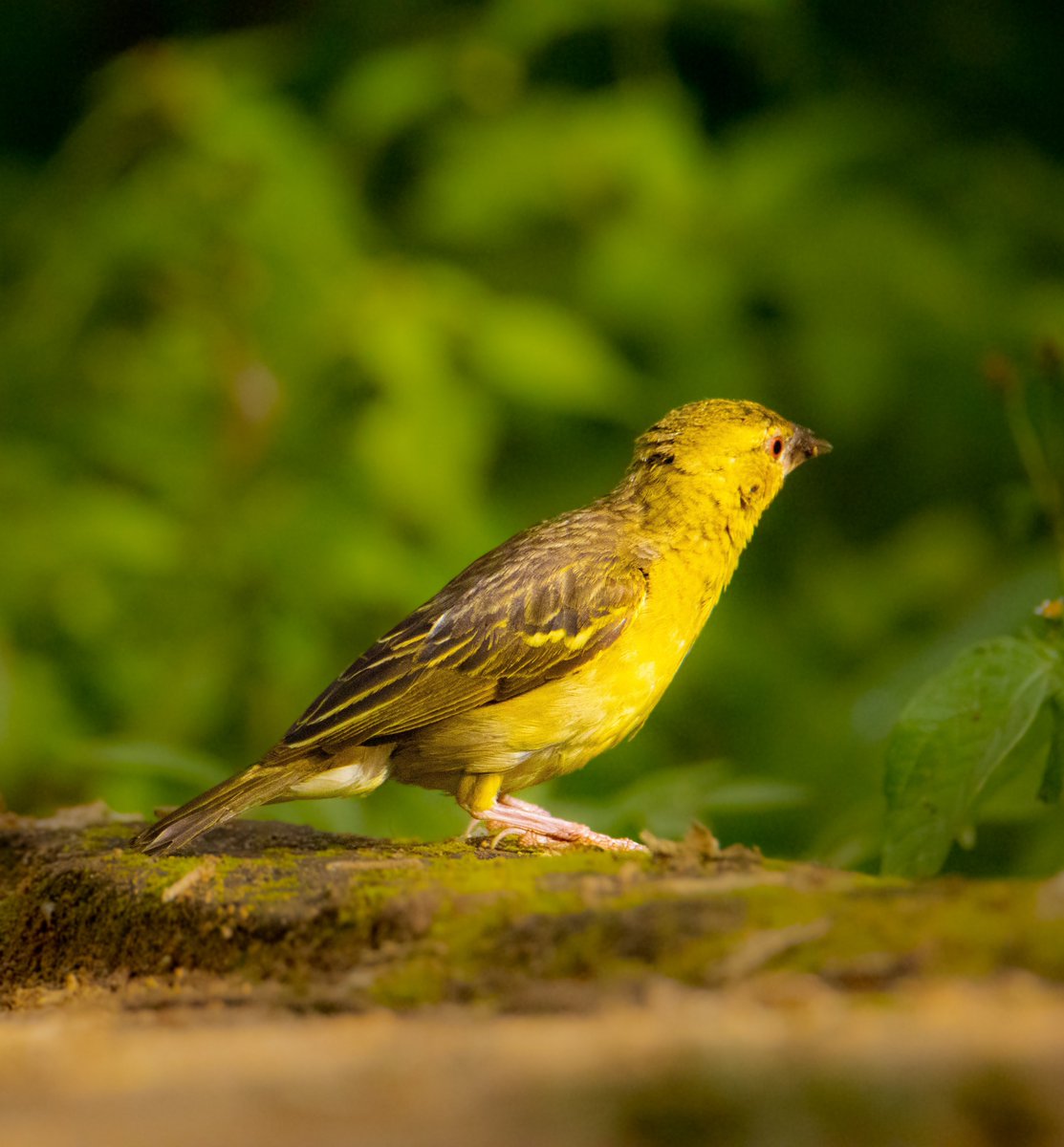 #birdsofafrica #birdsphotography #birdwatching #birdcpp
#TwitterNatureCommunity #wildlifephotography #birdsofinstagram
#BirdsSeenIn2023 #birdinginafrica
#BirdTwitter
Village weaver