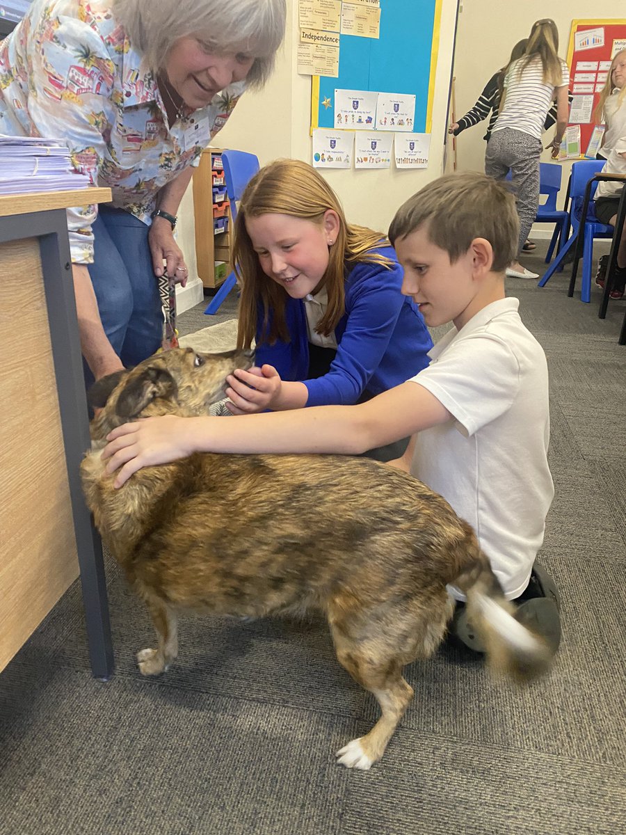 latimerprimary's tweet image. The Latimer mascot is back! 💙🌟Mrs Hederington’s dog, Lola, came to visit #ClassEH this afternoon as part of #LatimerHealthandWellbeingWeek