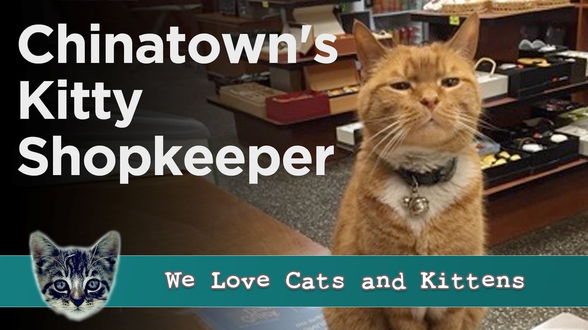 Meet the cat that charmed NYC shoppers for 9 years!

From stray kitten to beloved shopkeeper in bustling Chinatown, now enjoying a well-deserved retirement.

🐾🏙️😺 #CatsOfTwitter #RescueCat #AdoptDontShop #NYCCats

➡️➡️➡️youtu.be/U3fCx27N86E