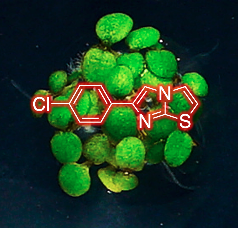 Today we publish our work in #Nature on a selective nematicide that we discovered (Selectivin). rdcu.be/dcUoZ The nematicide achieves selectivity via #cytochrome P450-mediated bioactivation. A tour de force by my post-doc Andrew Burns and an amazing collaborative team.