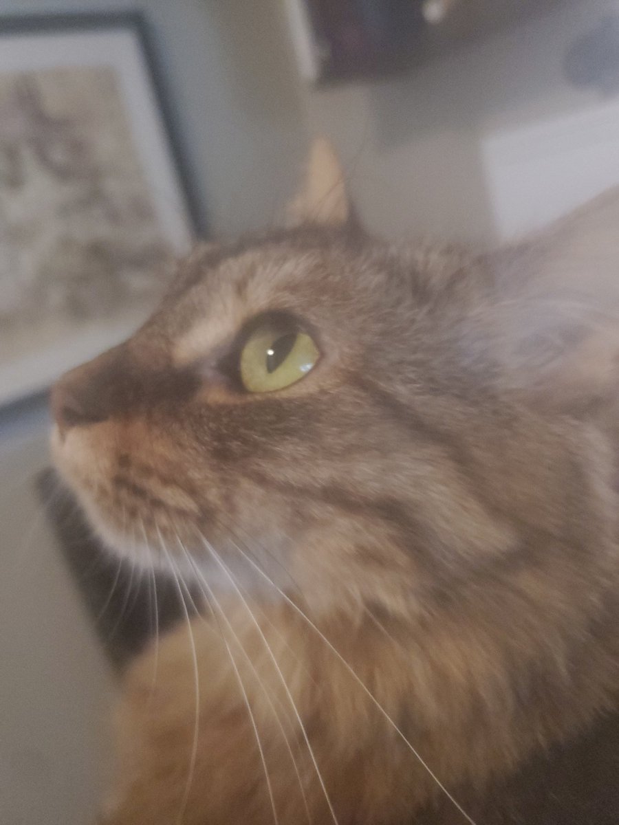 IDreamAzathoth's tweet photo. @bloodberry_tart Every morning I wake up and think about checking the 🐦 app but instead see my baby girl and choose to be happy instead. https://t.co/cDUPx1O1DJ