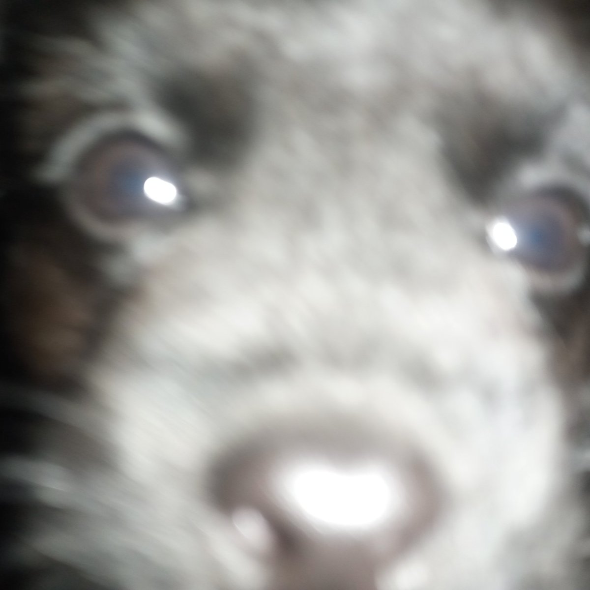 abandoned account, search for Zachary_het tweet media