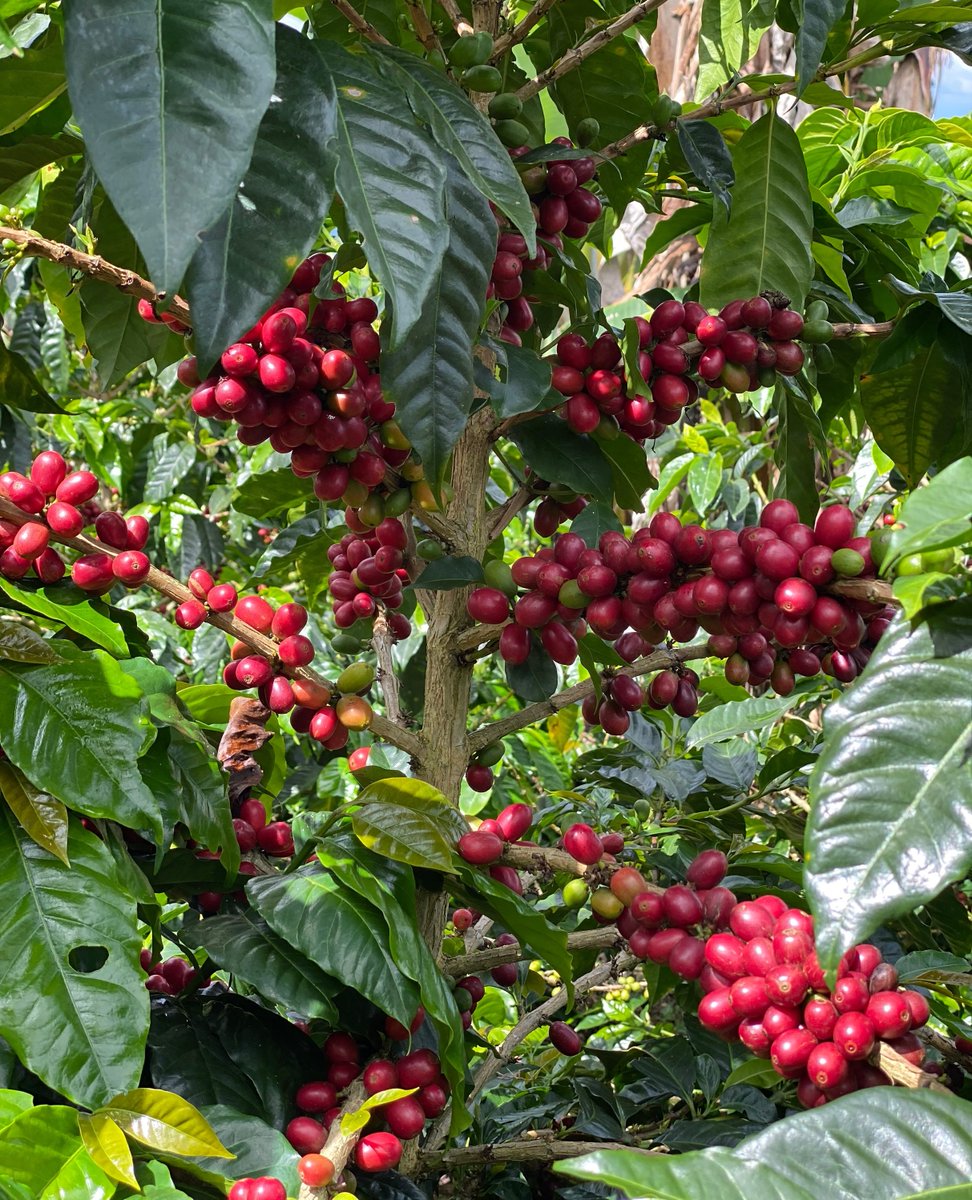 Sourced from smallholder producers throughout Huila, Colombia Palmera celebrates the classic cup profile of Washed coffees from the region. Offering sweet flavors of chocolate, caramel, brown sugar, and citrus, you can find this coffee now in 50 lb boxes!

bit.ly/3uctsHq