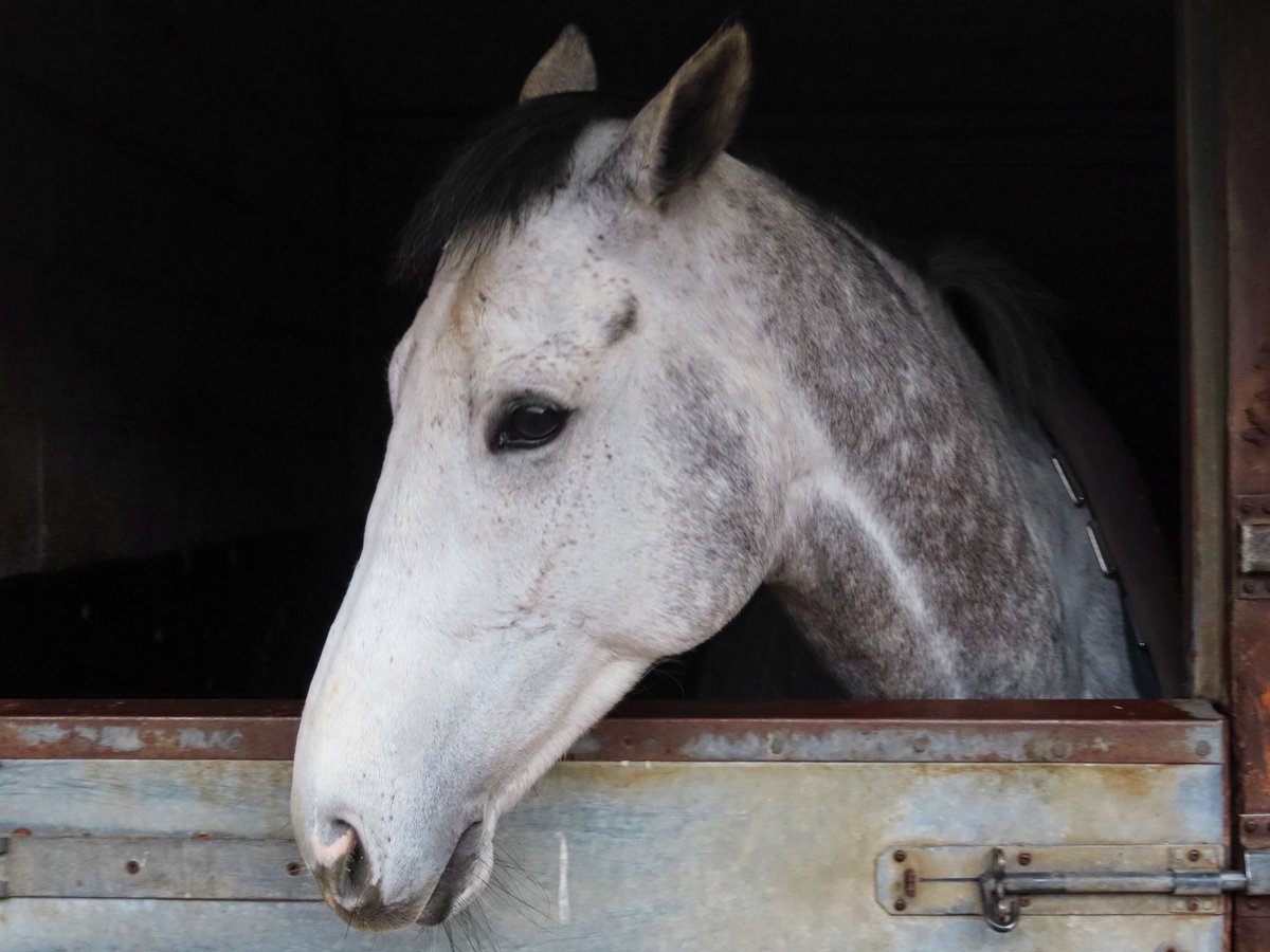 Summerdown1997's tweet image. WITH RESPECT (Gutaifan x More Respect) is set to run in the 7.40 from @kemptonparkrace! 

Hopefully he gets a better trip this evening!

Best of luck to connections @ThurloeThbreds! 🟢🟡

@daviesharry_ is in the saddle! 💪🏼

#SummerdownStables 
#WithRespect