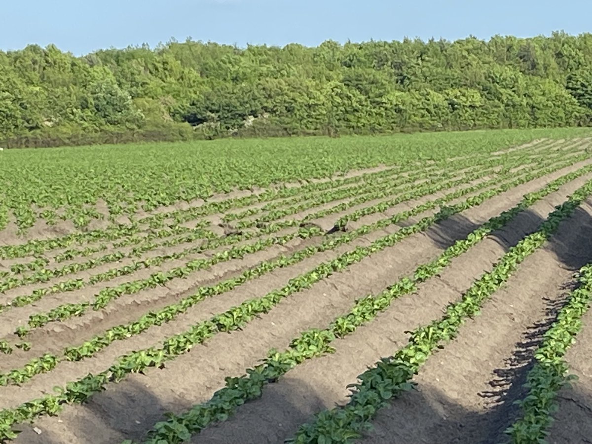 KirkleesFoodLab's tweet image. Food production at the city limits #CRFS