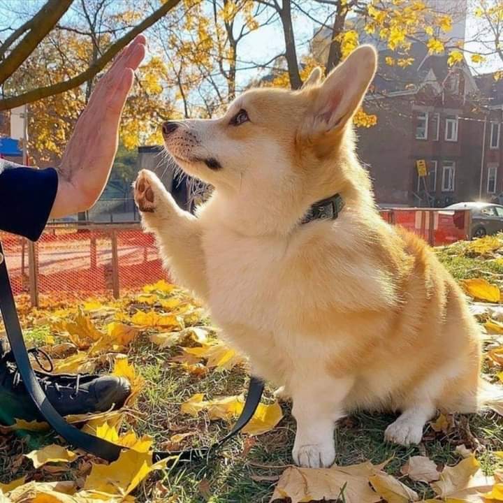 High five🖐️you made it through monday....
#corgilife
#corgidog
#corgipuppy
#corgifun