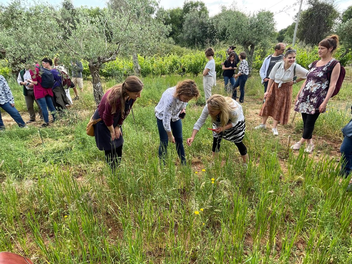 DIVINFOOD's tweet photo. 🌱✨ #Divinfood's Stakeholder days in #Alvaiazere (Portugal) were a great success! We had the opportunity of showcasing the work within Divinfood and especially our Living Lab dedicated to #grasspea. For more info, please register to our newsletter 📩 : https://t.co/vXMBtVXgi4 https://t.co/iOWl5djFbX