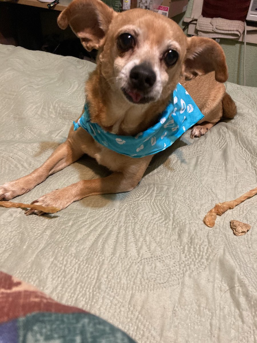 ivauca's tweet photo. my baby boy, my pound puppy, mi quinceañero, mi viejito bebé, mi tommy thomas. te voy a extrañar un chingo papá, gracias por cuidarme y verme crecer. ya tienes tus alitas y tú halo de verdad papi, pero siempre fuiste un ángel. te amo tanto tomtom https://t.co/Nt3uTR1g3Q