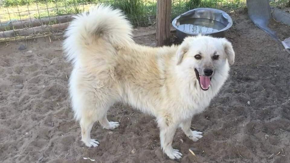 Romanian Rescue Appeal tweet media