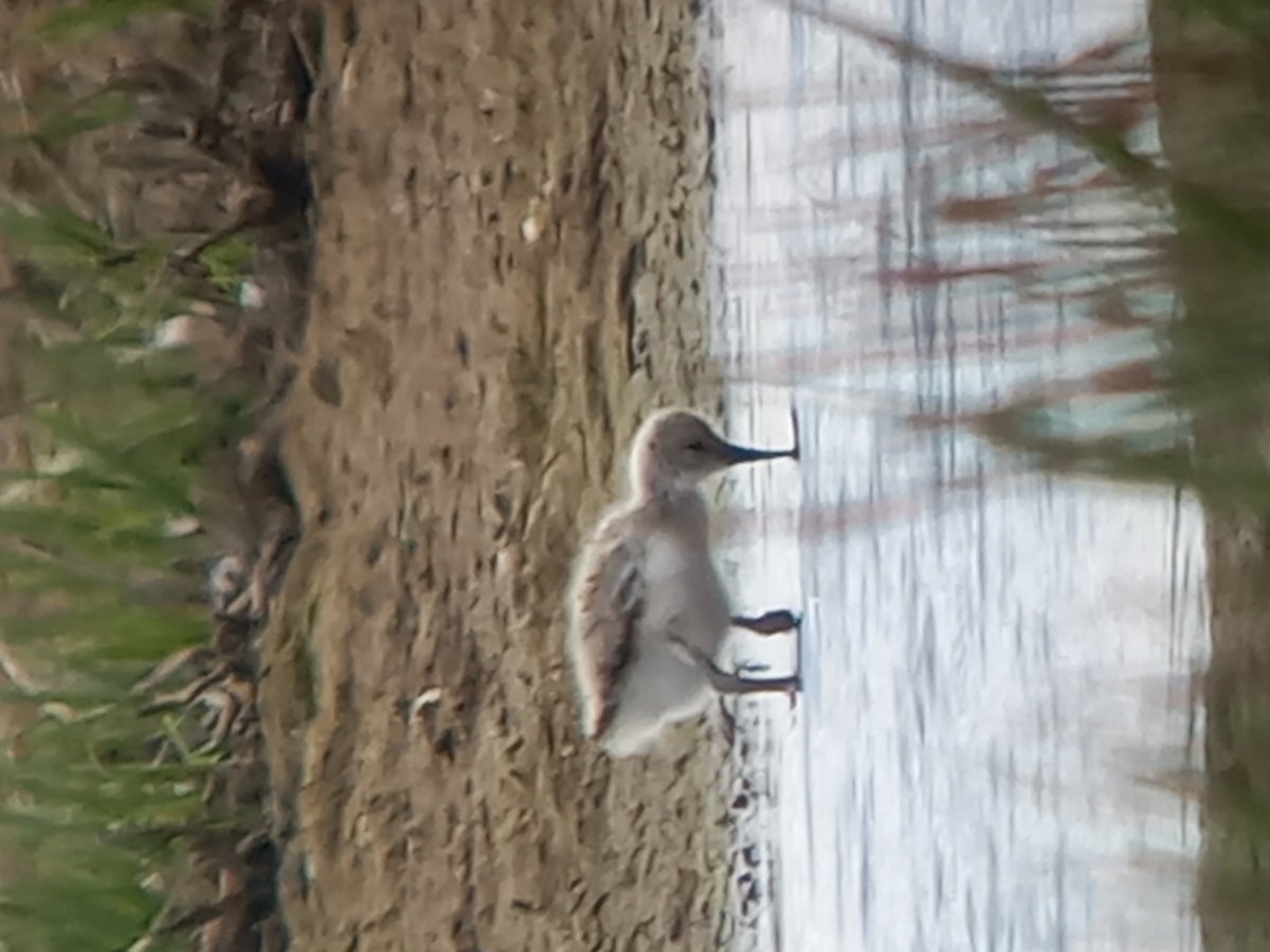 MATPEAK's tweet image. Lots of birds with young today @RSPB_Ribble #Marshside including Avocets and Black Swan