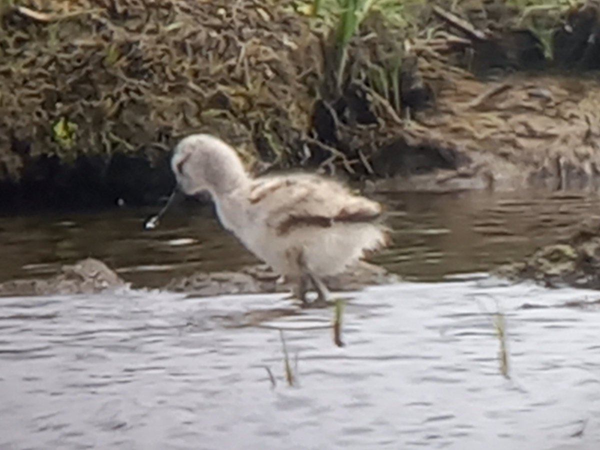 MATPEAK's tweet image. Lots of birds with young today @RSPB_Ribble #Marshside including Avocets and Black Swan
