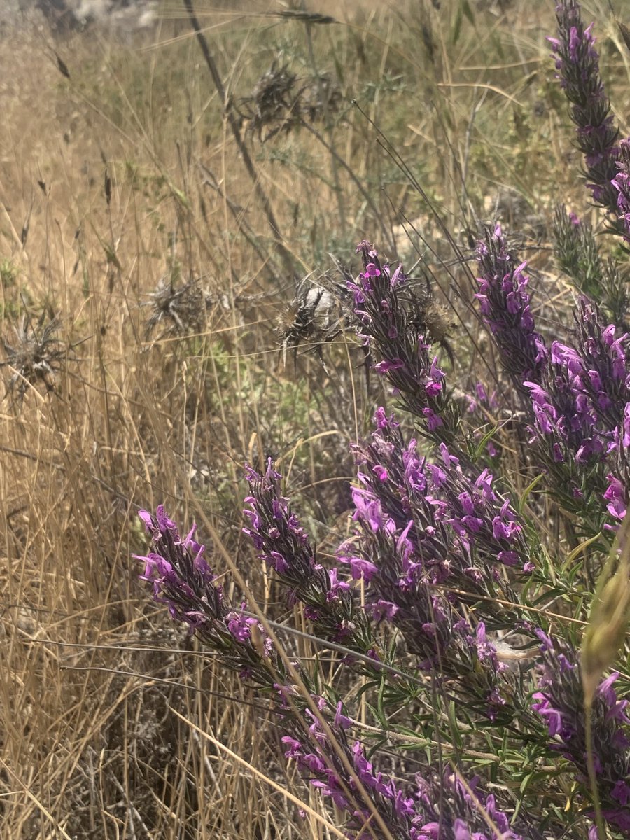 omartesdell's tweet photo. تطورات في اعادة البرية نباتات برية غذائية -- سمّاق وزعتر سبل / progress in rewilding native food plants https://t.co/o5DvlBbGK3