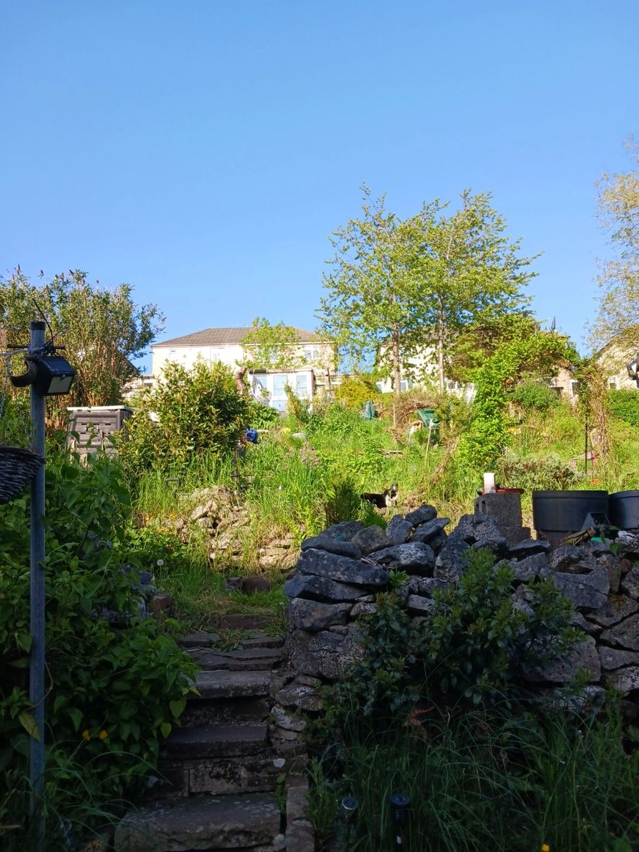 SkullPrint3's tweet photo. #findmycatchallenge🏆
Bonus points if you can find Kitten Ra
#skullcat #skullprint #sunnyday #garden #skullprint #selfemployed #smallbusiness https://t.co/sneNfX0x8N