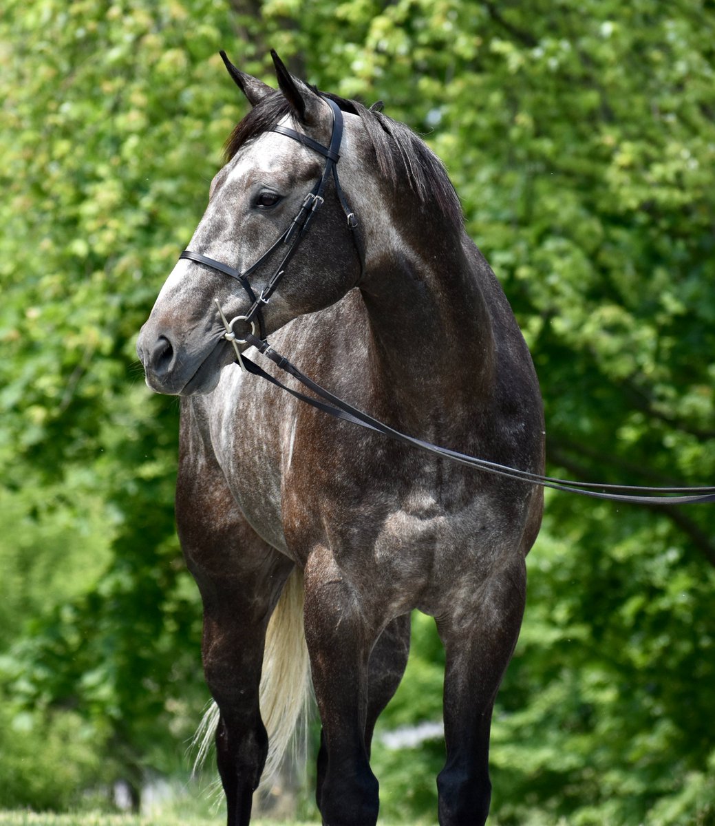 Congrats to TOTAL EFFORT (Run Happy) on his quick adoption out of New Vocations' PA facility! It is #AdoptAHorse month after all. Total Effort had 12 starts in his racing career & is about to embark on his next adventure. @LibertyHRacing @RepoleStable @depazracing @ASPCApro