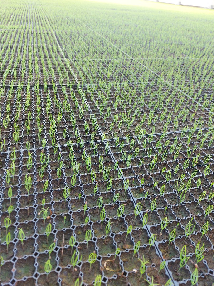 Pikkolomännyt kurkkivat kohti valoa #UPMTaimitarha. Ikää näillä on noin 2 viikkoa ja näistä tulee honka mänty petäjiä isona. Pikkolomänty on tehokas kasvaja männylle sopiville metsämaille. Sopiva juuri-versosuhde eli biologisesti optimi taimi. I like Pikkolo ❤️