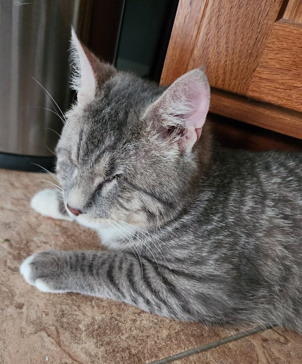 BlindAngusFO's tweet photo. Mama saw it be Whisker Wednesday so here be my whiskers. Dey be super portant to me cause dey helps me navigate my world. I walks with my head low so dey can tell me if fings are in my way.
#whiskerwednesday #blindkitty #igotthis https://t.co/mF5PMA3adu