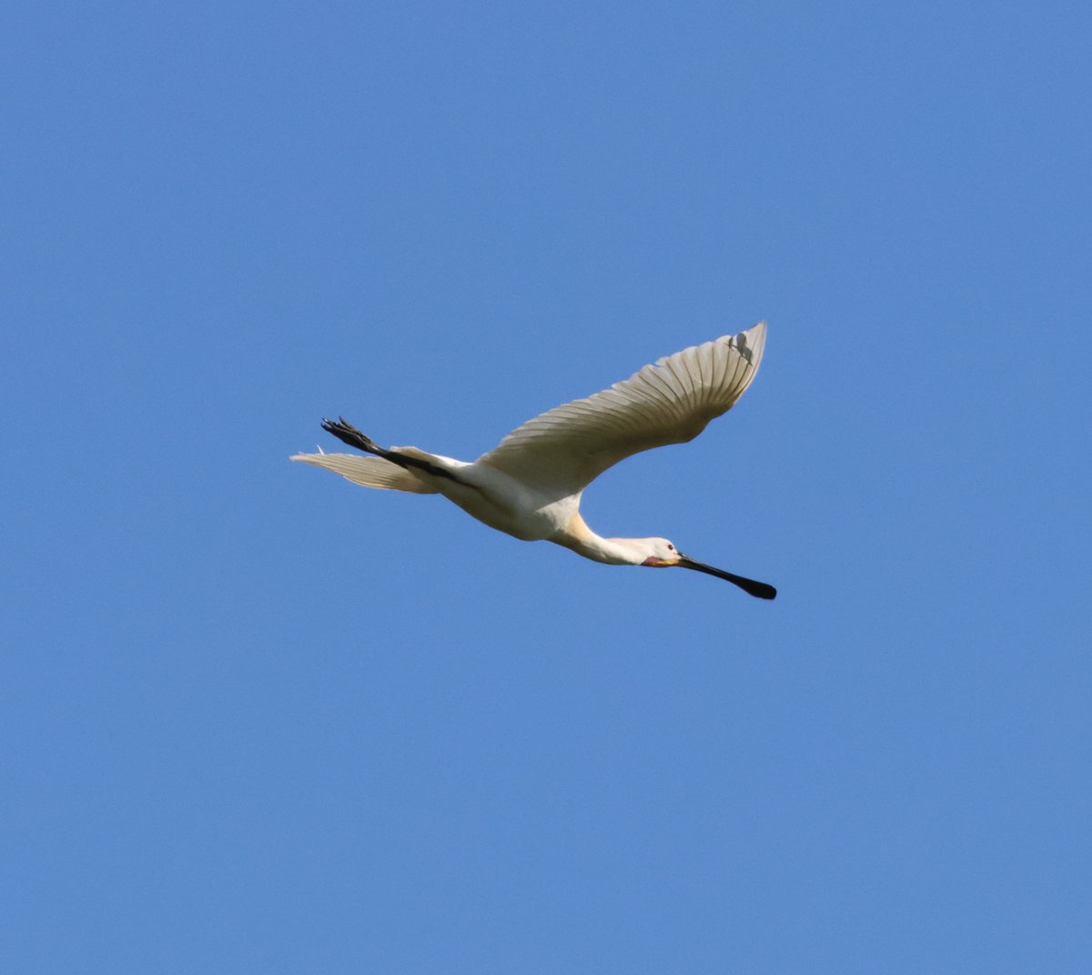 #365DaysWild #KC23wild Day 125: Early morning visit to Cley where the pools seem to be dominated by breeding Avocets which are very aggressive and kept the Black-tailed Godwits in the air. Pochard close to hide and a flyover by a Spoonbill were some of the highlights.