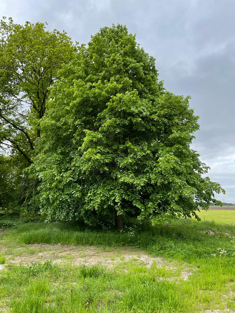Zo hoort het <a href="/Lindemannes/">Mannes Konijnenbelt</a> <a href="/BomenAchterhoek/">BomenAchterhoek</a>