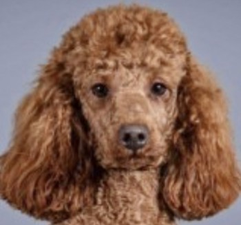 millypod1's tweet photo. LAYLA HOME SAFE. THANKS FOR RT's 😊🐕🐾

🆘19 MAY 2023 #Lost LAYLA #ScanMe #TaggedYOUNG Red Poodle: Miniature Female #Walton #Liverpool #Merseyside #L9  Last confirmed SIGHTING Walton Hall Park around 8am on 21st May. wearing a collar and ID TAG. https://t.co/q5ofGzqT7s https://t.co/ITyjjt25kq