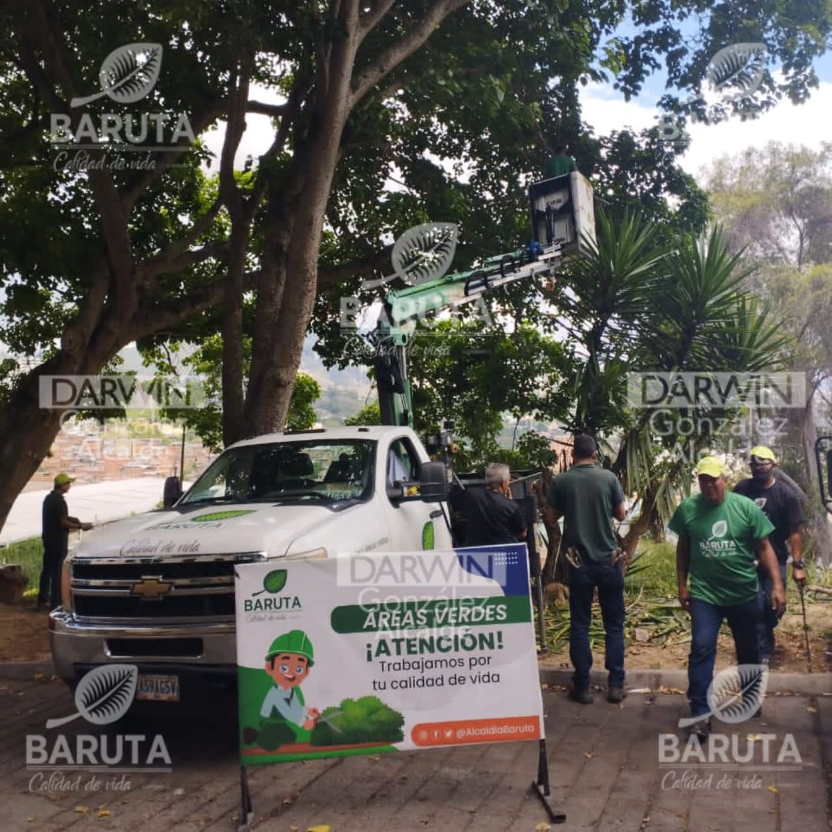 darwingonzalezp's tweet photo. El equipo de áreas verdes junto a @fospuca estuvo realizando los siguientes trabajos:
Recolección mecanizada de desechos vegetales:
📍#SantaMarta, El Cafetal.
Inicio de saneamiento:
📍Av. Río de Janeiro.
Poda de seguridad y formación:
📍#LasMinasDeBaruta, Res. #LasDanielas. https://t.co/iPHH4cPxHM