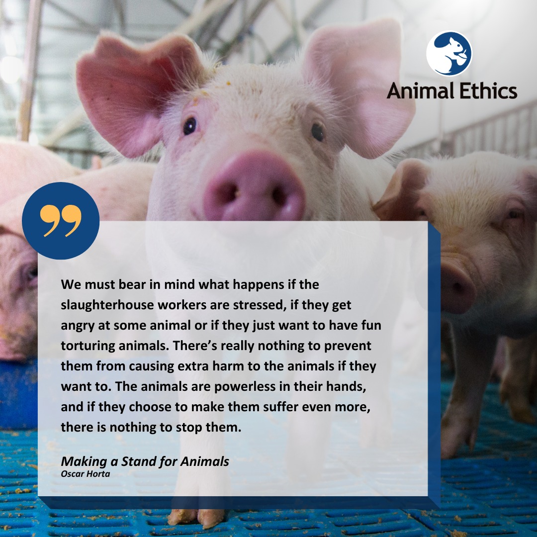 animalethics's tweet photo. Cows and calves are, like pigs, hung upside down and their  throats are cut. But they are often not really stunned, and they are  sometimes fully conscious when they are cut into pieces and skinned. This horror happens every day in slaughterhouses all around the world. https://t.co/XXCfvVHk6F