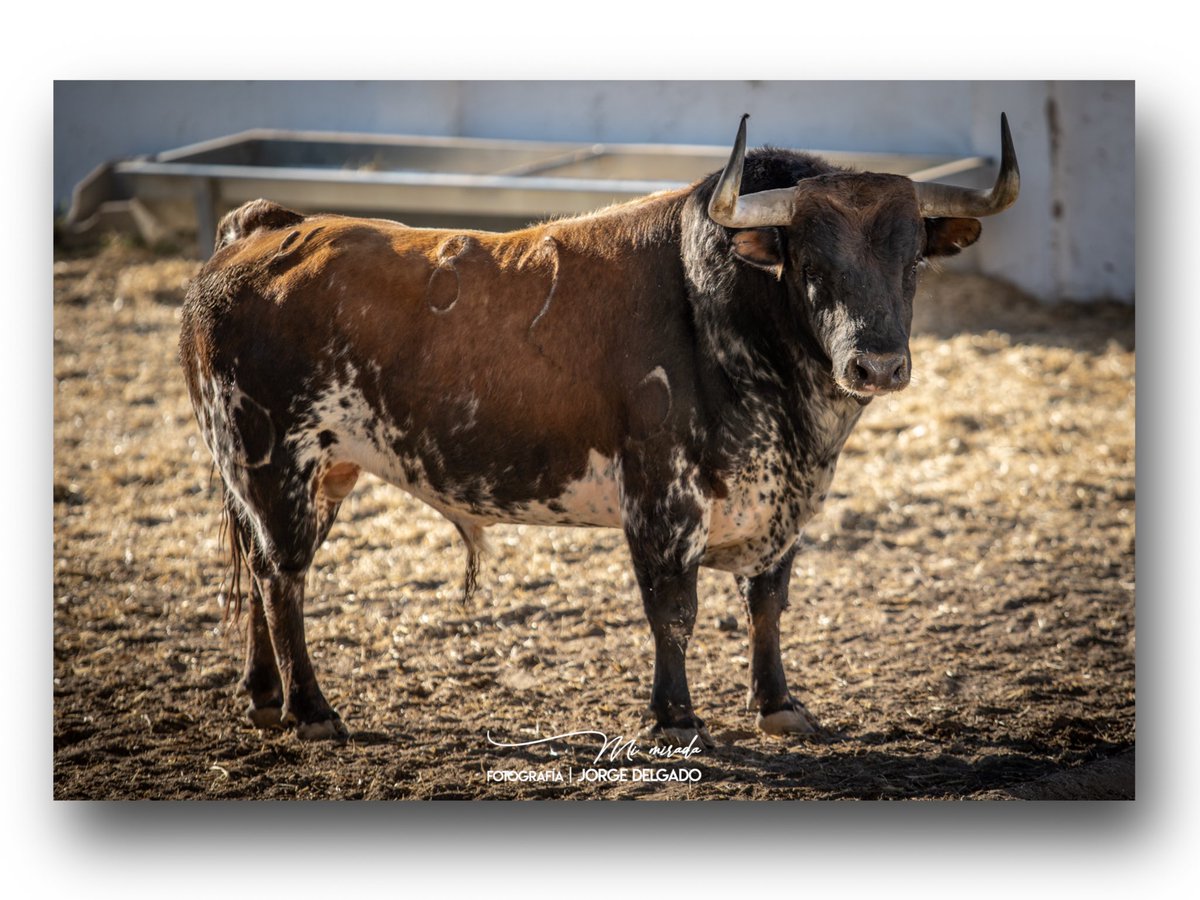 Pues a “Zapatazo” no le sentó mal su estancia en el Batan. 
Buen toro de la ganadería de Algarra. 
#elbatan #SanIsidro2023 <a href="/aurocapitana/">Ganaderia Algarra</a> <a href="/Luis_Algarra/">GANADERÍA LUIS ALGARRA POLERA</a>