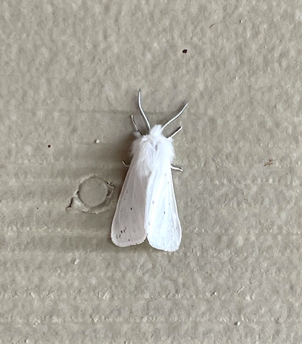 Meet IcePick, the Miller Moth superhero.