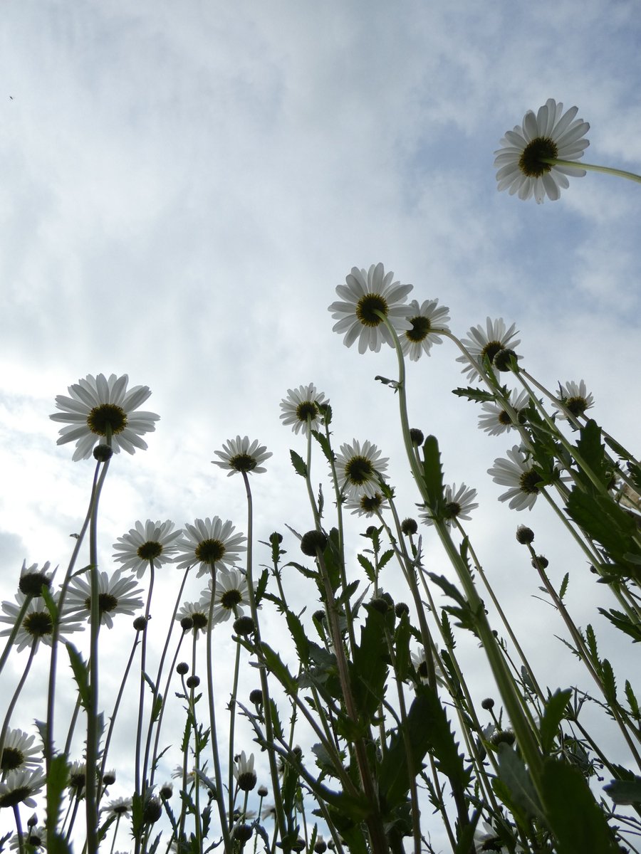 Happy #marguerites 😁

🌼

#NaturePhotography #NaturePhoto #floral #flowers #flowerpic #flowerphoto #FlowersPhotography #PlantsPhotography #marguerite #daisies #leucanthemum #leucanthemumvulgare #plant #plants #photo #photos #photography #花 #花開 #法國菊 #植物 #自然 #攝影 #寫真