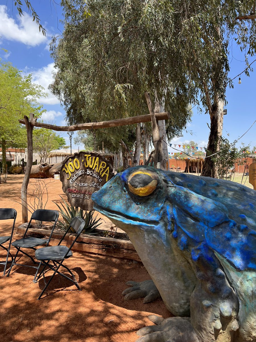 mochilerostv's tweet photo. ¡Cuánto he aprendido sobre la cultura yaqui en Yo’o Juara! 

📍 Cócorit

#TravelPopUpSONORA 🏜️🌵#México #Sonora https://t.co/A4VmW6NyuI