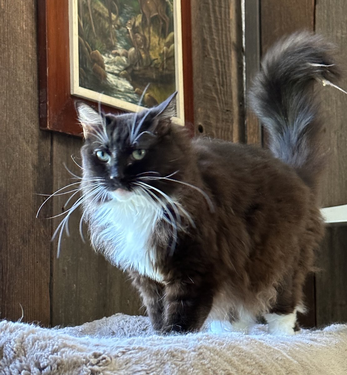 #Lodi, CA:  Hi, my name is RUBY!  As you might guess from my beautiful ruff, big fluffy tail & large paws, I am a #MaineCoon mix.  (And did you notice my extra-long whiskers?!)

I am a talkative and social girl born in 2016... adoptrescuecatsinca.com
#RehomeHour #US #cats #adopt