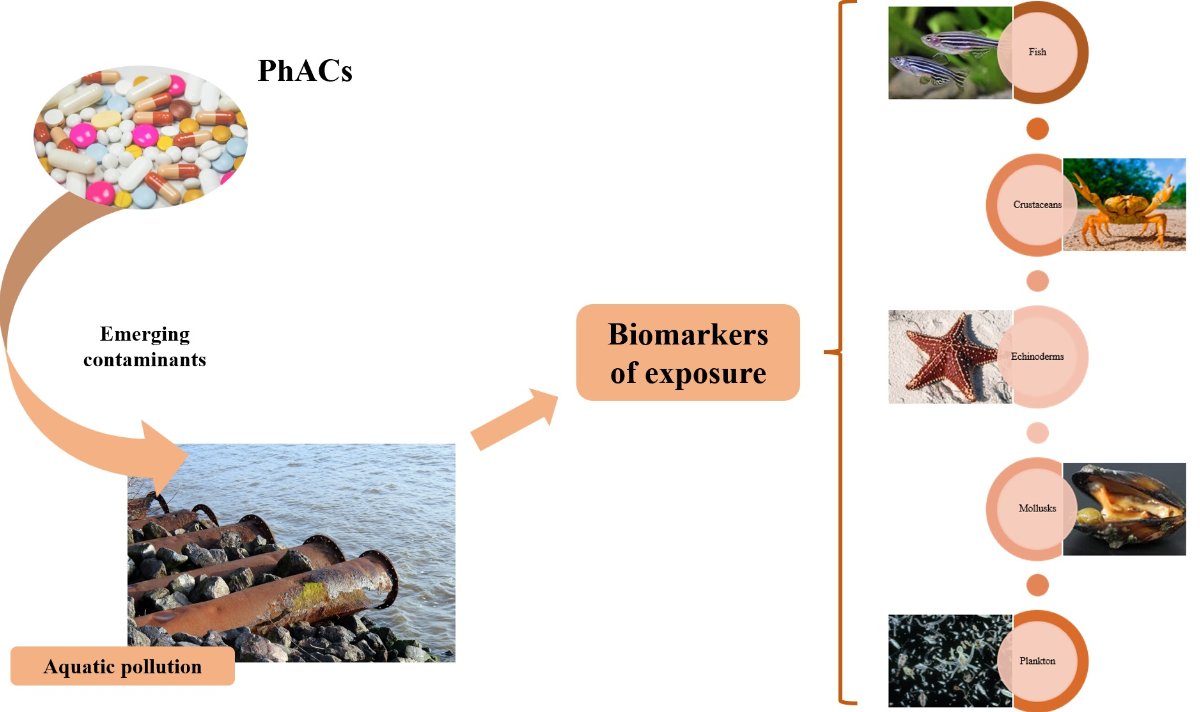 Molecules_MDPI's tweet image. 📌#pharmaceuticals #contamination #analyticalmethod #aquaticorganisms #trophicchain
New Publication “An Overview of Analytical Methods to Determine Pharmaceutical Active Compounds in Aquatic Organisms”
By Julia Martín et al
👉mdpi.com/1420-3049/27/2…
#mdpimolecules #NewPublication