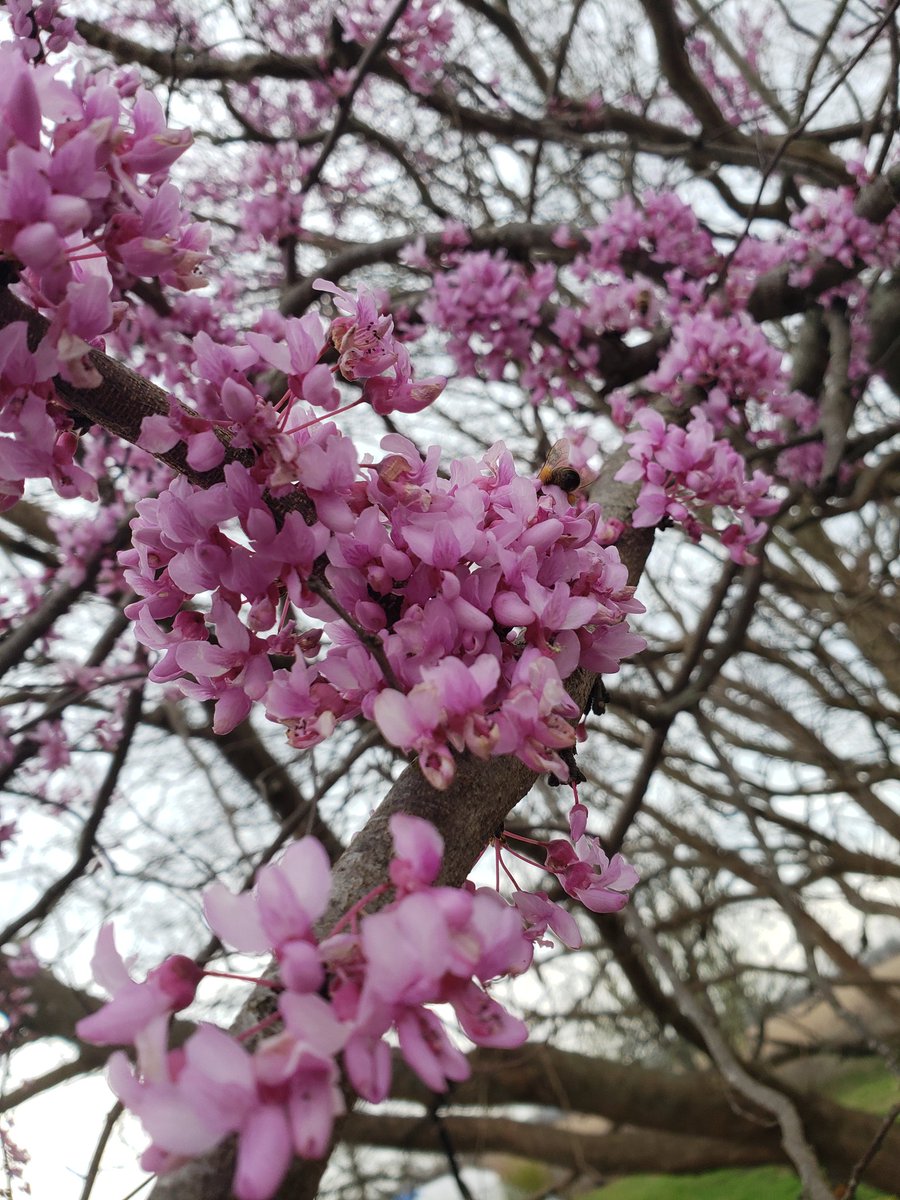 in_winds's tweet photo. Spot the bee in the flowers 🌺🐝🌸
#beesday #wildlife #nature https://t.co/G3lHp0cie5