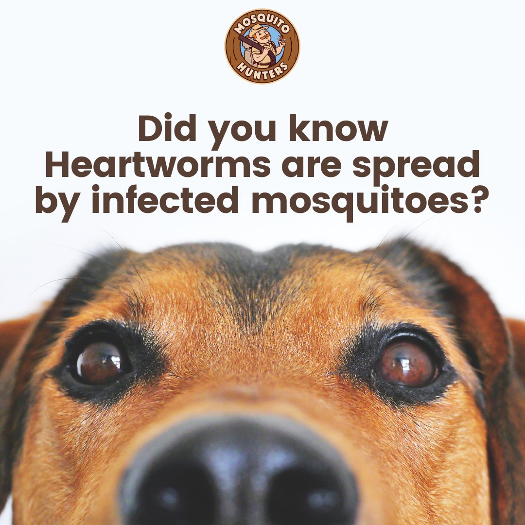 Heartworms are transmitted when an infected mosquito bites your dog, cat, or other canine hosts. Call Mosquito Hunters today at (512) 855 2553, our pets are too precious not to protect!

#MosquitoHunters #SayGoodbyeToBugs #AustinTX #AustinEvents #TexasPests #BusinessOwners